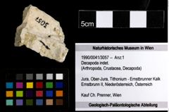 Foto (Objekt + Etiketten) von Decapoda indet. 